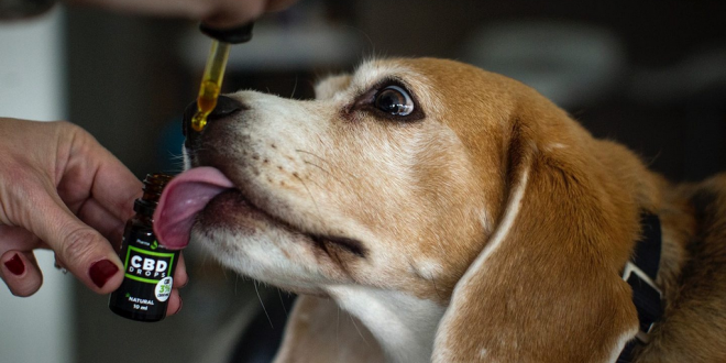 Health benefits of CBD oil for dogs