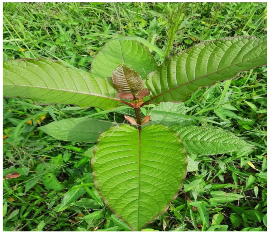 The Eco-Friendly Benefits of Kratom Shots: A Sustainable Choice for Wellness