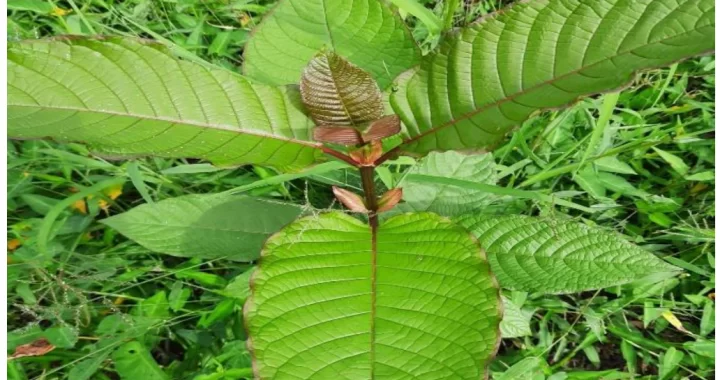 The Eco-Friendly Benefits of Kratom Shots: A Sustainable Choice for Wellness